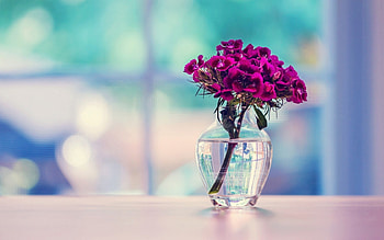 »âââ¿ââ», vase, window, water, flower HD wallpaper